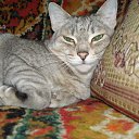 ���� *����***, ����������� - ��������� 11 ��� 2011 � ������ �����˻