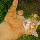 ���� ������, �������, 62 ���� - ��������� 11 ���� 2013 � ������ ���� ����������