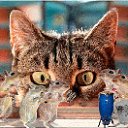 ���� ������ �����, ������, 24 ���� - ��������� 9 ���� 2011 � ������ ������