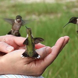 ���� Elena, ������ - ��������� 6 �������� 2011