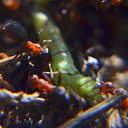 ���� Svann, ���������, 71 ��� - ��������� 11 ���� 2013 � ������ ���������� �� �������