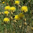 ����� �� ������� ���� ����