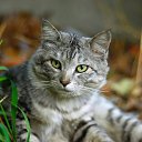 ���� Ageres-brutaali, ���������, 45 ��� - ��������� 19 ������� 2010 � ������ �������