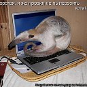 ���� Gnom, ���������, 39 ��� - ��������� 28 ������ 2010 � ������ �������� � ��������� ;-)�