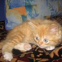 ���� �������, ������, 34 ���� - ��������� 1 ���� 2010 � ������ �����