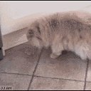 ���� ����� �����������, ������, 51 ��� - ��������� 11 ���� 2013 � ������ ���� ����������