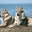 ���� Elmar, ����, 47 ��� - ��������� 2 ������� 2013 � ������ ���� ����������