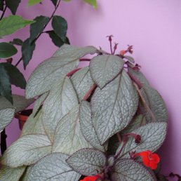 ���� ������, ������ �����, 54 ���� - ��������� 27 ������ 2012