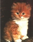 ���� ������, �����, 38 ��� - ��������� 3 ���� 2013 � ������ ���� ����������