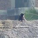  , , 60  -  15  2009    3