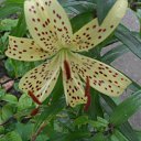  **** , , 64  -  14  2011    20011