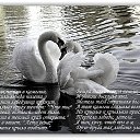 ���� ��������, �����, 44 ���� - ��������� 17 ������� 2012 � ������ �������