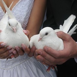 ���� �����, ������, 48 ��� - ��������� 16 ���� 2010