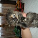 ���� Talyan!, ��������, 50 ��� - ��������� 29 ����� 2012 � ������ ���� ����������