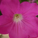 ���� ����, ������, 38 ��� - ��������� 28 ���� 2010 � ������ �������