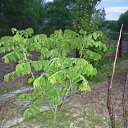 ���� ����@, ��������, 62 ���� - ��������� 29 ��� 2010 � ������ ��������� �������