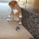 ���� �������, ������, 71 ��� - ��������� 28 ������� 2011 � ������ ���� �������� �����������