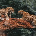 ���� ������, �������, 51 ��� - ��������� 10 ��� 2012