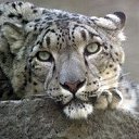 ���� �������, �����������, 52 ���� - ��������� 13 �������� 2011 � ������ �������