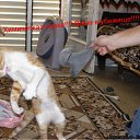 ���� Irisk@, ������ - ��������� 22 ���� 2011 � ������ �������