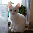 ���� �����, ������� �������� - ��������� 2 ���� 2013