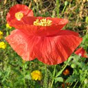 ���� �������, ��������, 37 ��� - ��������� 2 ������ 2009 � ������ ������ � �����