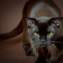 ���� ����, �������, 50 ��� - ��������� 30 ������� 2011 � ������ ���������