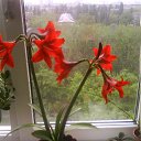 ���� �����, ������, 43 ���� - ��������� 4 ������� 2010 � ������ �������