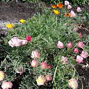 ���� ������, ������, 69 ��� - ��������� 25 ������� 2012 � ������ �������