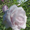 ���� Larka, ������, 52 ���� - ��������� 11 ������ 2012 � ������ ���� ����������