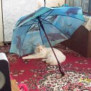  Penelopaxxx,  -  4  2011    