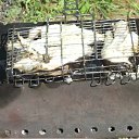 ���� ����, ������, 54 ���� - ��������� 29 ��� 2012