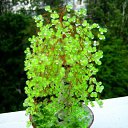 70 ��. �� ������� ��������������� �� �������