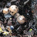 ���� ������, ��������, 66 ��� - ��������� 12 ������� 2012 � ������ ���������� ������