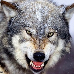 �������� �������, ������, 63 ����