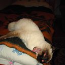 ���� Derbet, ������-��-����, 37 ��� - ��������� 8 ������� 2009 � ������ �������