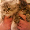  E.lena, , 62  -  13  2010    