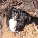 ���� *Sionnach*, ����������� - ��������� 5 ���� 2013 � ������ ���������