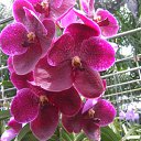 ���� ������, ����������, 55 ��� - ��������� 7 ���� 2011 � ������ �������