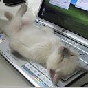  Lika,  -  3  2010      2 :))