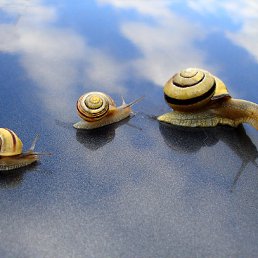 ���� ����, ������, 33 ���� - ��������� 15 ���� 2010