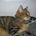 ����� (��������� � ����������������) �� ������� ������