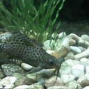 ���� Djavidan, ����, 46 ��� - ��������� 8 ������ 2012 � ������ ���� ����������