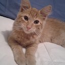 Bota, Cat house �� ������� ���� ����������