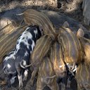 ���� �����, ������, 57 ��� - ��������� 11 ������ 2012 � ������ ������� ����