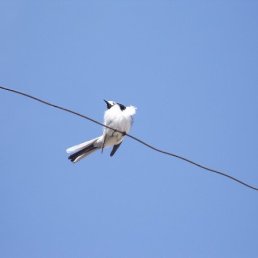 ������ ��, ���������, 38 ���