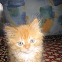 ���� �������, ������, 34 ���� - ��������� 1 ���� 2010 � ������ �����