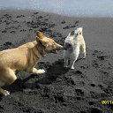 ���� ��������, �������, 66 ��� - ��������� 17 �������� 2011 � ������ �������