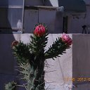 ���� ����, �����, 60 ��� - ��������� 9 ���� 2012 � ������ ��Ψ ����������� � ������ܻ