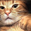 ���� ��������, ���� - ��������� 28 ������� 2012 � ������ ���� ����������